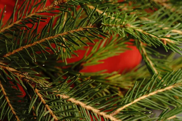 Kerstboom Tak Een Zwarte Achtergrond Bijna Dimlichten — Stockfoto