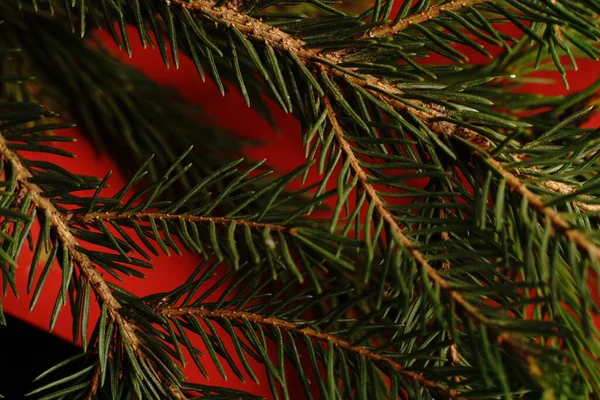 Christmas tree branch on a black background. Close. Dim lights.