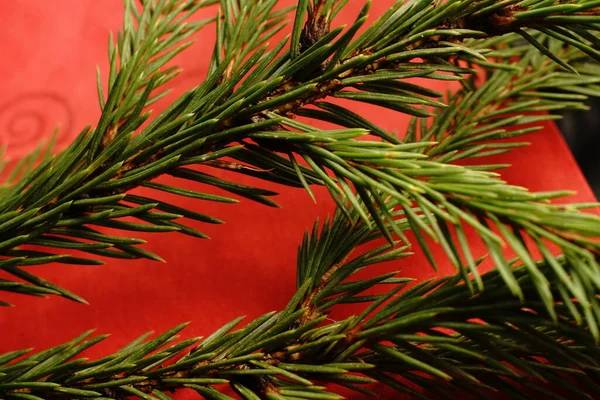 Kerstboom Tak Een Zwarte Achtergrond Bijna Dimlichten — Stockfoto
