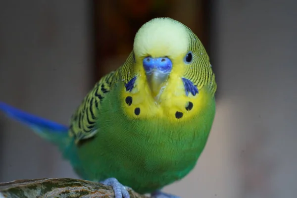 Budgie Amarelo Verde Sentado Ramo Dentro Casa Fechar — Fotografia de Stock