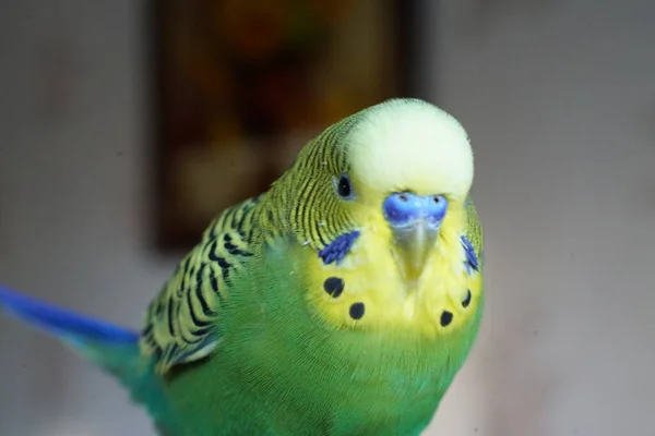 Yellow Green Budgie Sitting Branch Indoors Close — Stock Photo, Image