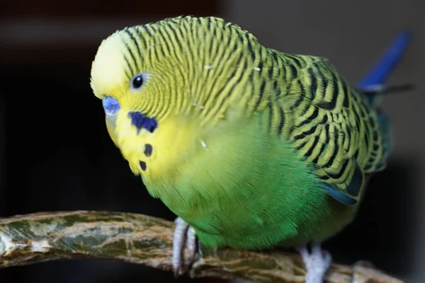 Sarı Yeşil Muhabbet Kuşu Bir Dala Oturmuş Çeride Kapat — Stok fotoğraf
