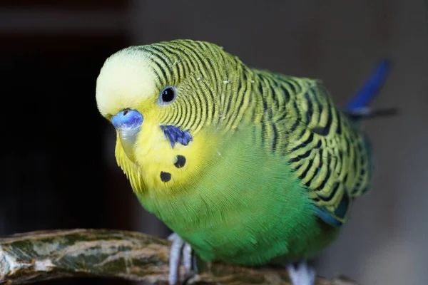 Budgie Amarelo Verde Sentado Ramo Dentro Casa Fechar — Fotografia de Stock