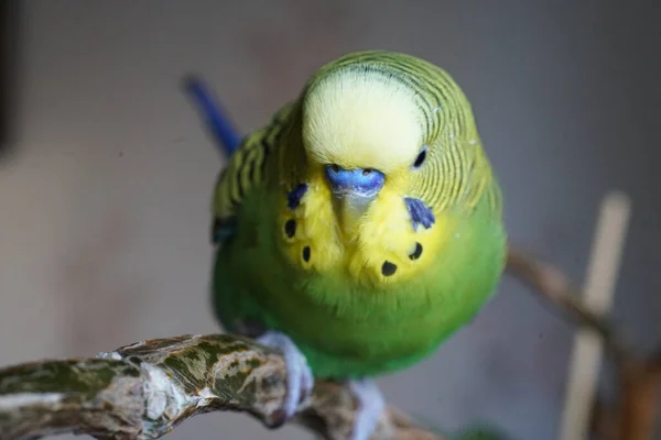 Budgie Amarelo Verde Sentado Ramo Dentro Casa Fechar — Fotografia de Stock