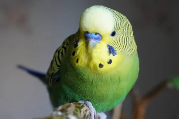 Budgie Amarelo Verde Sentado Ramo Dentro Casa Fechar — Fotografia de Stock