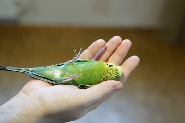 Jovem Budgie Amarelo Verde Encontra Seu Braço Suas Asas Não — Fotografia de Stock