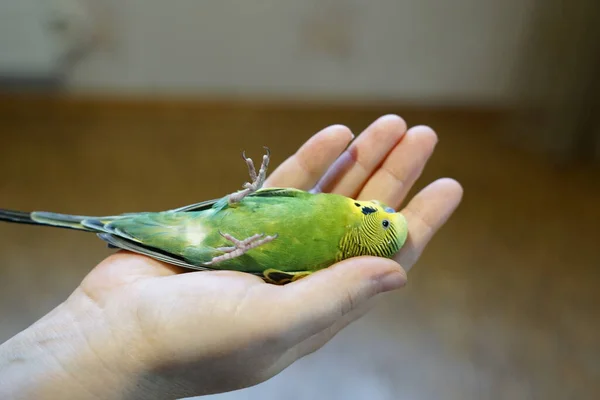 Jovem Budgie Amarelo Verde Encontra Seu Braço Suas Asas Não — Fotografia de Stock