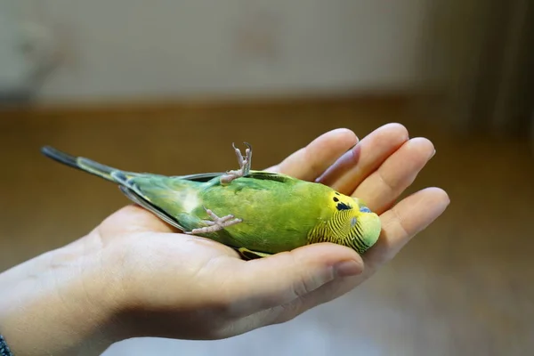 Genç Sarı Yeşil Bir Muhabbet Kuşu Kanatları Üzerinde Yatar Hareket — Stok fotoğraf