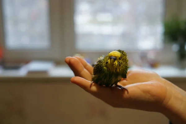 Budgie Amarelo Verde Novo Após Natação Todos Molhados Senta Teu — Fotografia de Stock