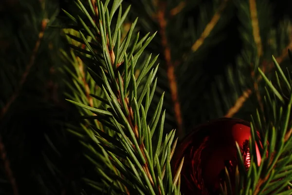 Vánoční Strom Větev Černém Pozadí Skoro Tmavá Světla — Stock fotografie