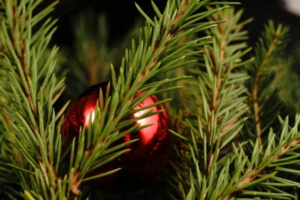Spar Tak Decoratie Kerstboom Rode Bal Sluiten — Stockfoto