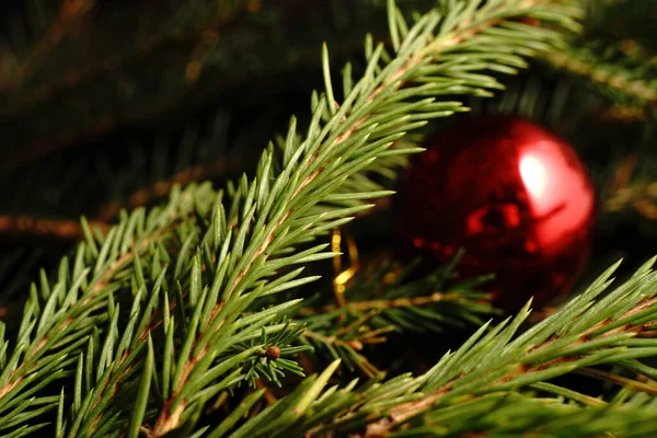 Vánoční Strom Větev Černém Pozadí Skoro Tmavá Světla — Stock fotografie