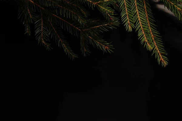 Christmas tree branch on a black background. Close. Dim lights.