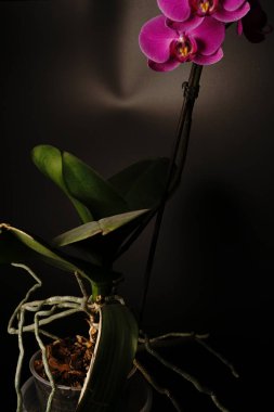 Yeşil yaprakları ve kırmızı çiçekleri olan bir ev çiçeği. Sönük ışıklar.