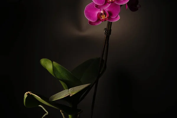 Uma flor caseira com folhas verdes e flores vermelhas em um fundo preto. Luzes escurecidas. — Fotografia de Stock