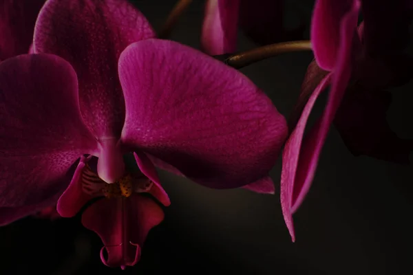 The home orchid flower has opened a bud. On a black background. — Stock Photo, Image