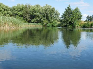 Uzakta bir nehir ve bir orman. Su bitkileri. Yaz ve güneşli bir gün