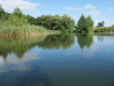 Uzakta bir nehir ve bir orman. Su bitkileri. Yaz ve güneşli bir gün