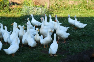 Yazın yeşil çimlerin üzerinde kazlar. Rusya 'nın göbeğindeki özel bir çiftlikte açık bir gün