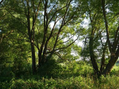 Yeşil çimenler ve mavi gökyüzü olan yaz manzarası. Köy yolu ve ağaçlar. Açık Gün