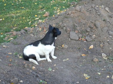 Yerde siyah beyaz bir köpek oturuyor. Yeşil çimenler görünür. Yaz