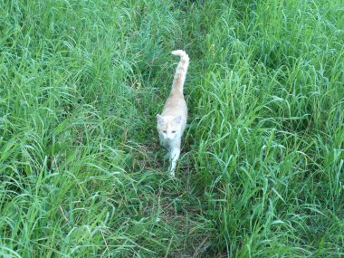 Beyaz ve kırmızı bir kedi uzun yeşil çimenler üzerinde bir yol boyunca koşar. Yaz