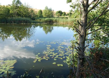 Göl ve ağaçlarla dolu yaz manzarası. Parlak