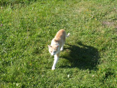 Beyaz ve kırmızı bir kedinin acelesi var. Yaz. Her yer yeşil çimen.