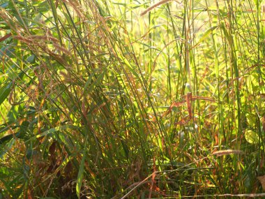 Çimenler uzun ve güneş onun içinde parlıyor. Parlak