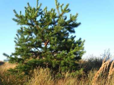 Bütün ağaç yenmiş. Yeşil çimenler ve mavi gökyüzünün olduğu bir tepenin ortasında duruyor. Güneşli bir yaz gününde