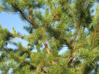 Spruce yakında. Güneşli bir yaz gününde