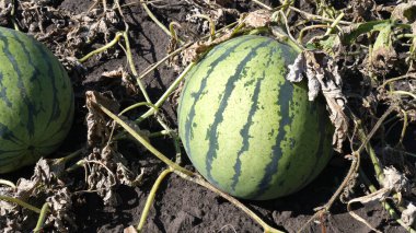 Karpuzlar yazın bahçede yetişir. Yaklaştın. Yaz güneşli bir gün