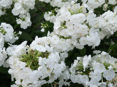 Yazın bahçede beyaz fenox çiçekleri açar.