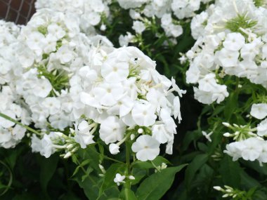 Yazın bahçede beyaz fenox çiçekleri açar.