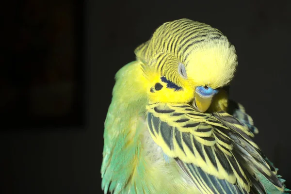 A yellow-green budgie itches on a black background. Closeup — Stock Photo, Image