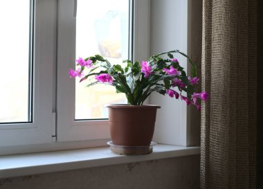 Çiçekleri açan bir ev çiçeği beyaz bir pencere eşiğinde duruyor.