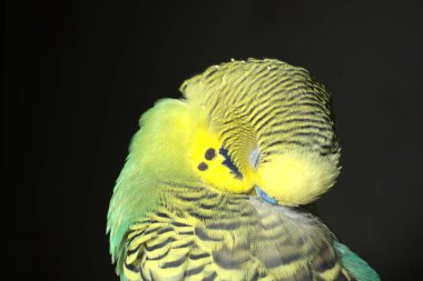 Siyah arka planda sarı-yeşil bir muhabbet kuşu. Yakın çekim.