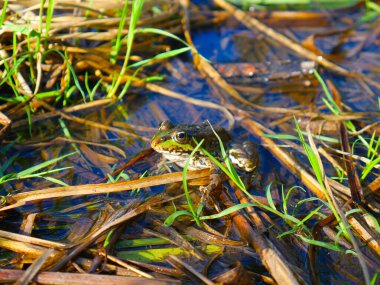 Suda ve çimlerde bir kurbağa. - Yakın çekim. Yaz