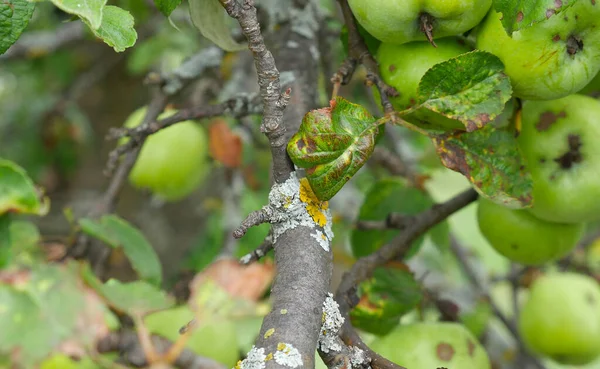 Grüne Äpfel hängen an Ästen an einem Apfelbaum im Garten. Sommer. Sonniger Tag — Stockfoto