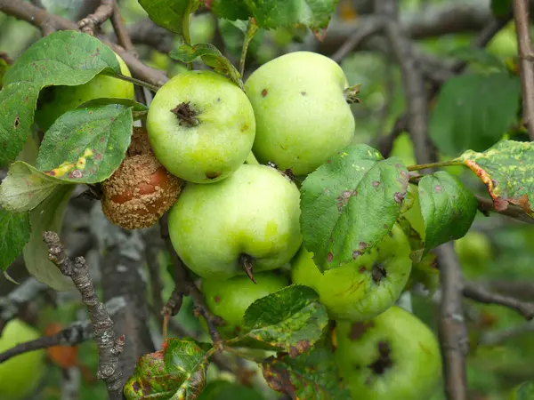 Πράσινα μήλα κρέμονται από κλαδιά σε μια μηλιά στον κήπο. Σάμερ. Ηλιόλουστη μέρα — Φωτογραφία Αρχείου