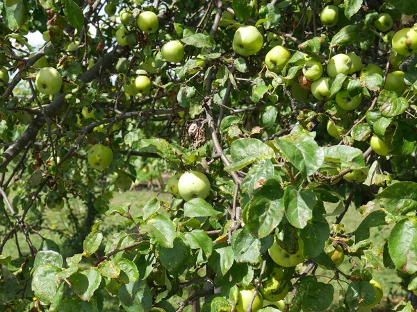 Zelená jablka visí na větvích na jabloni v zahradě. Summer. Slunečný den — Stock fotografie