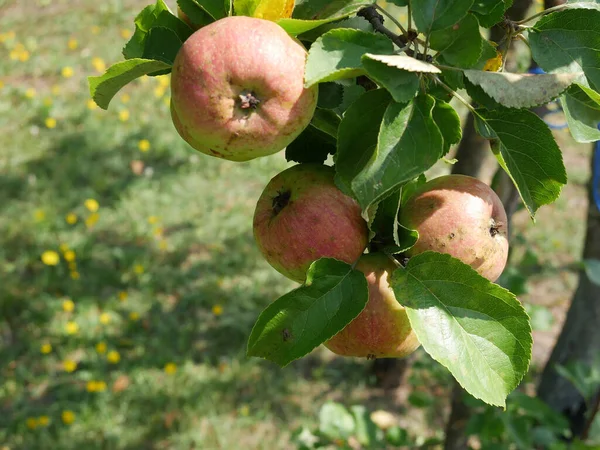 Κόκκινα και πράσινα μήλα κρέμονται σε κλαδιά σε μια μηλιά στον κήπο. Σάμερ. Ηλιόλουστη μέρα — Φωτογραφία Αρχείου