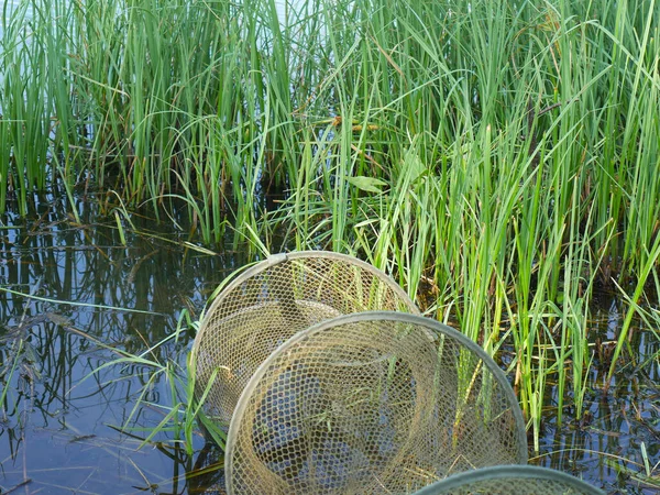 Red de pesca en el agua junto a la hierba alta que crece fuera del agua del río. Accesorios de pesca. Día de verano —  Fotos de Stock