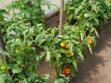 Yazın serada yetişen kırmızı ve yeşil domates çalıları. Gün