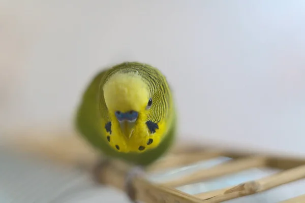 Foto borrada de menino bonito amarelo verde budgie sentado em um poleiro de madeira. Fechar. — Fotografia de Stock