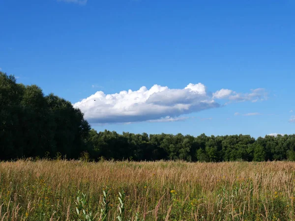 Ett fält fullt av gräs och en skog i fjärran på sommaren. Blå himmel och vita moln. Utanför stan — Stockfoto