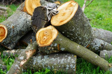 Saw odunları yazın yeşil çimlerin üzerinde yatar. Güneşli bir yaz günü