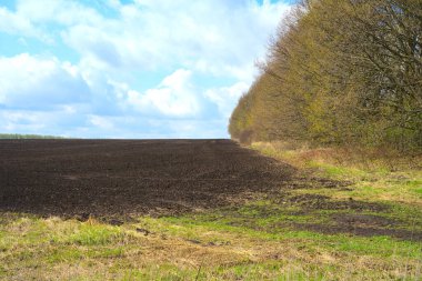 Çimenler ve ağaçlarla kaplı bir tarla. Mavi gökyüzü ve açık bir bahar günü
