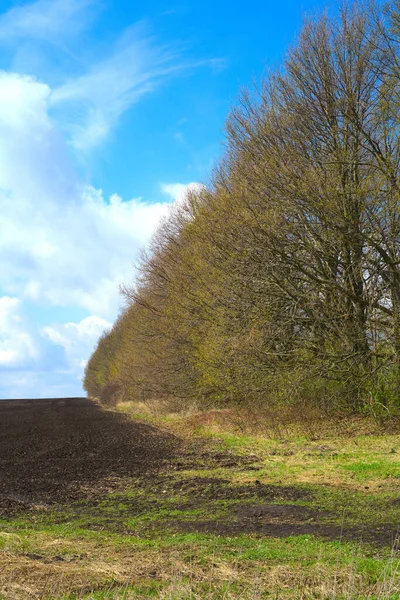 Gräs och ett plogat fält kantat av rader av träd. Blå himmel och en klar vårdag. Vertikal ögonblicksbild — Stockfoto