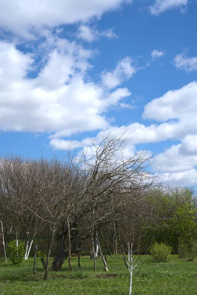 Grönt gräs och blå himmel med vita moln. Träden i trädgården är fortfarande utan blad. Vertikal ögonblicksbild — Stockfoto